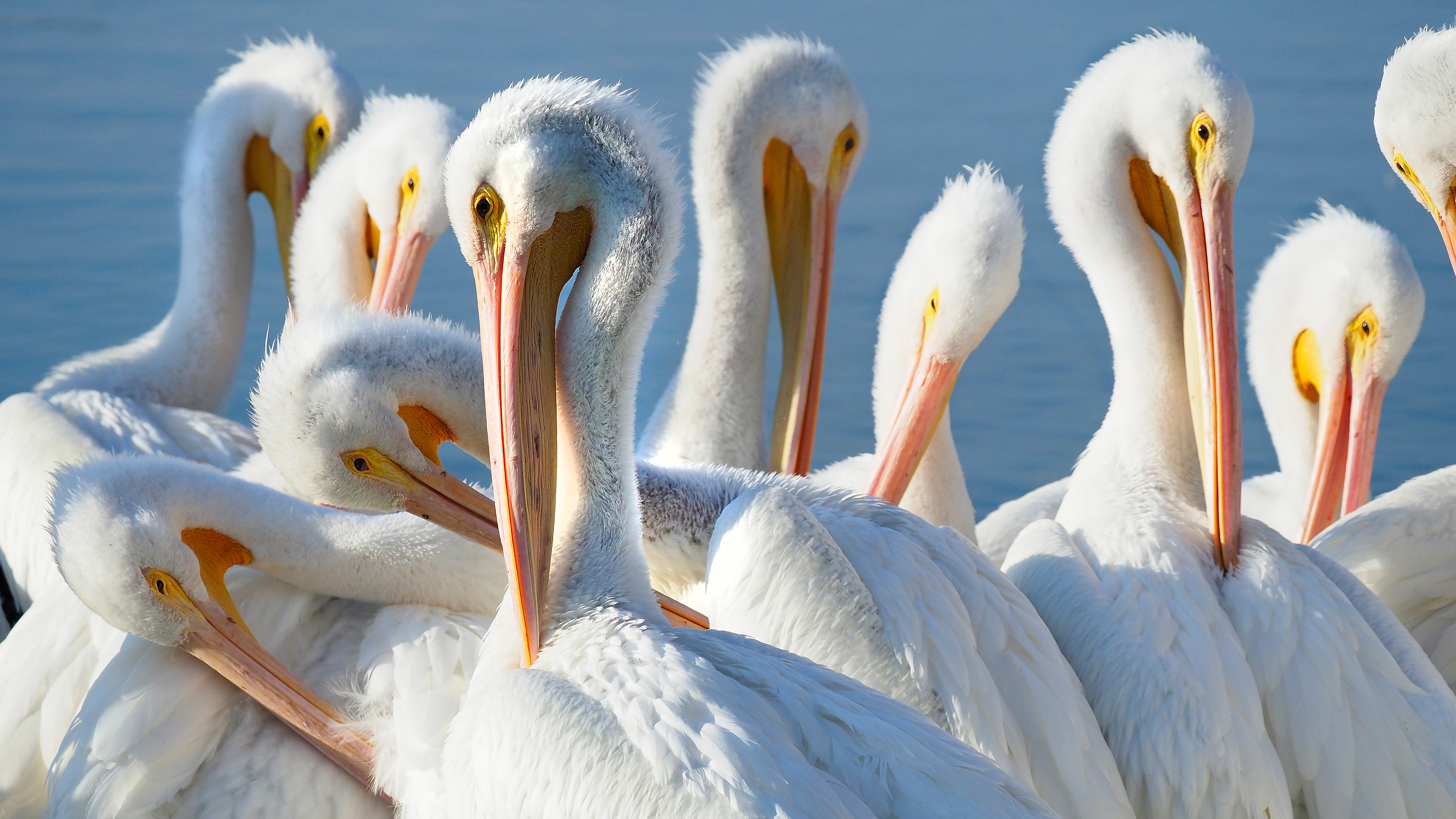 Macaneta da porta esquerda do motorista - Imagem 1
